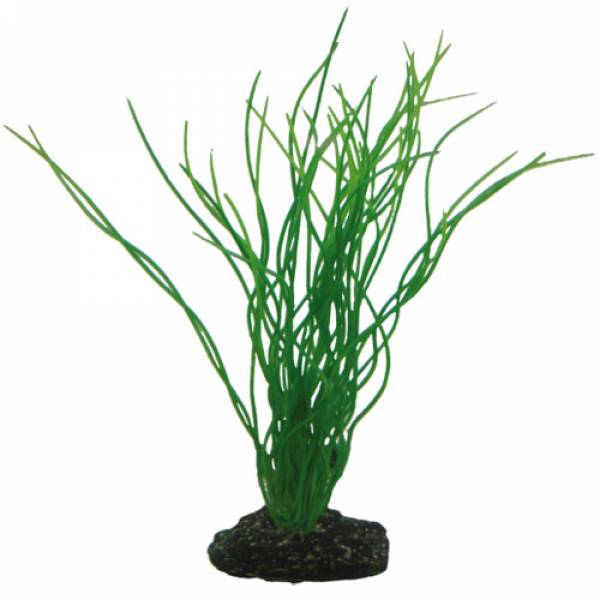 Sagittaria 20 cm